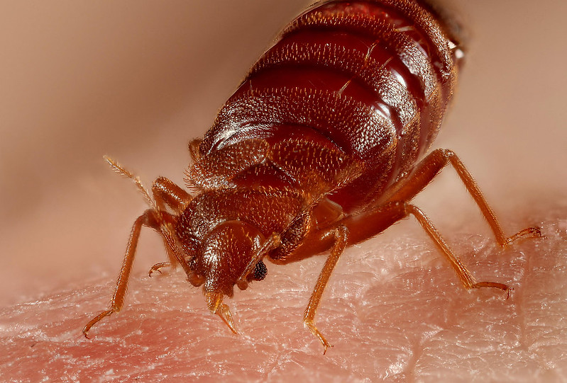 Since When Have Bed Bugs Been With Humans? Scientists Have Found Out